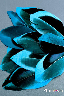 Pétales en plumes - 5-8 x 3-4 cm - pétrole-noir
